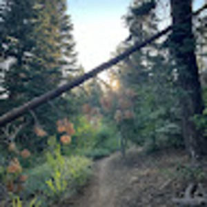 Meet your Posher, Ivy